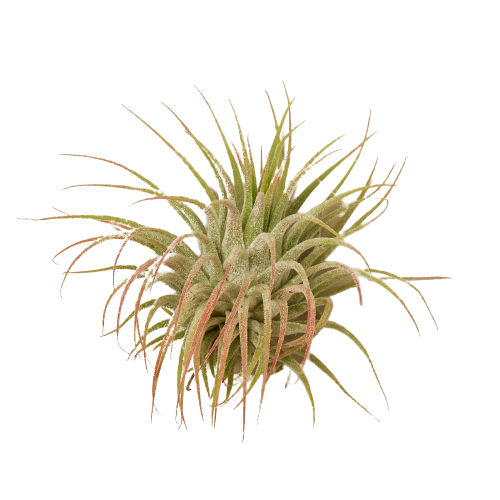 Tillandsia Ionantha Air Plant