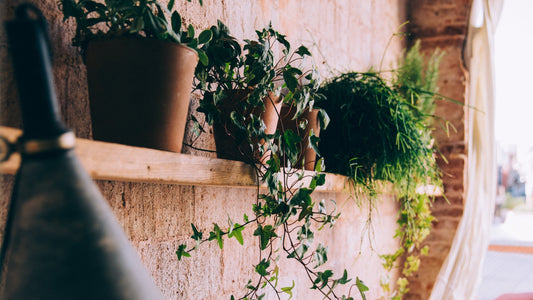 How to Keep Your Houseplants Alive: A Beginner's Guide