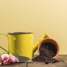 Six Reasons You Should Be Using Coconut Coir For Houseplants
