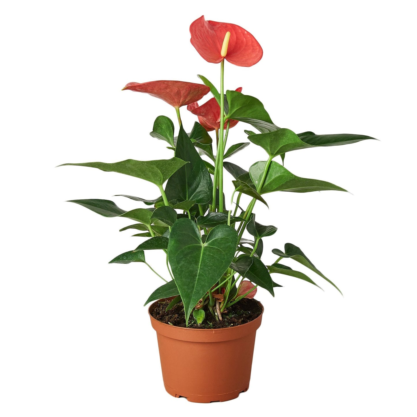 Anthurium - Pink