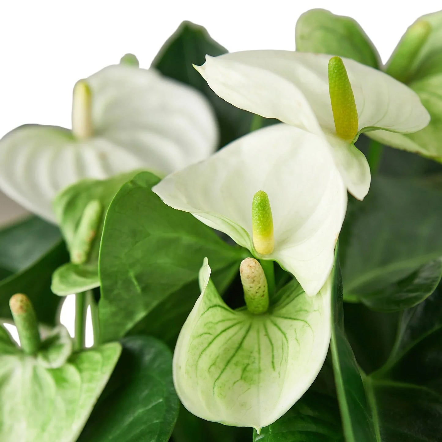 Anthurium - White