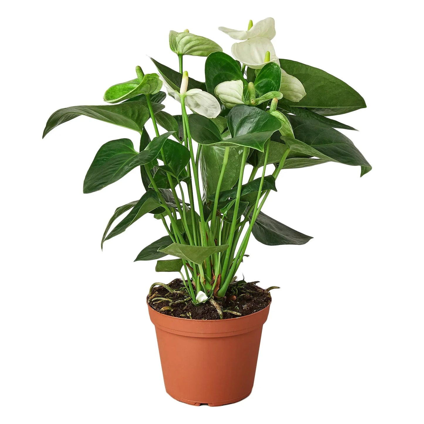 Anthurium - White