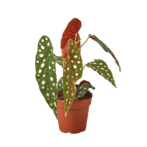 Begonia 'Maculata' (Polka Dot Begonia)
