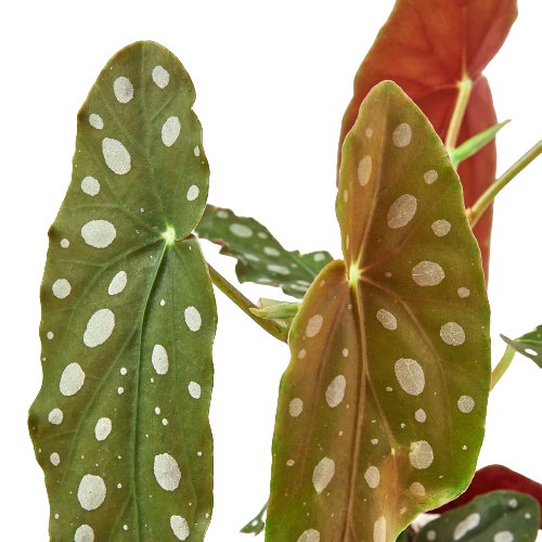 Begonia 'Maculata' (Polka Dot Begonia)