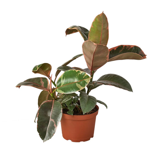 Ficus Elastica Ruby