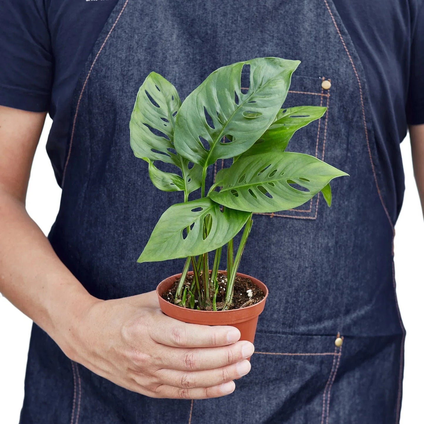 Monstera Adansonii Swiss Cheese