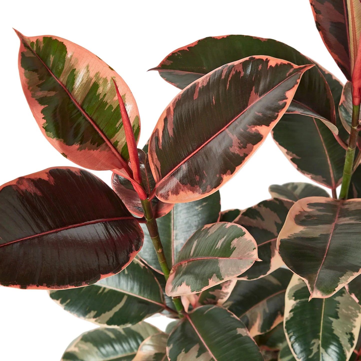 Ficus Elastica Ruby