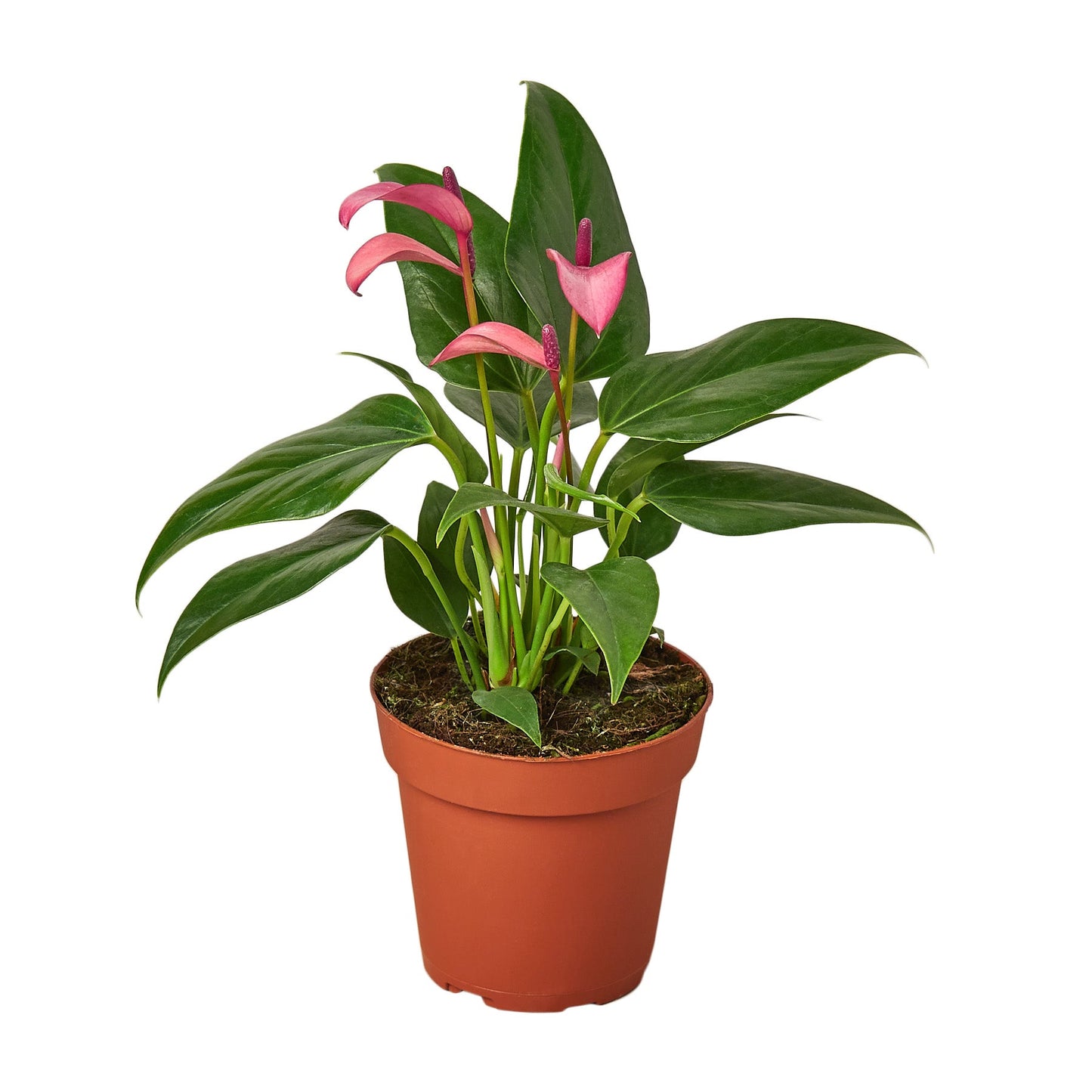 Anthurium - Purple