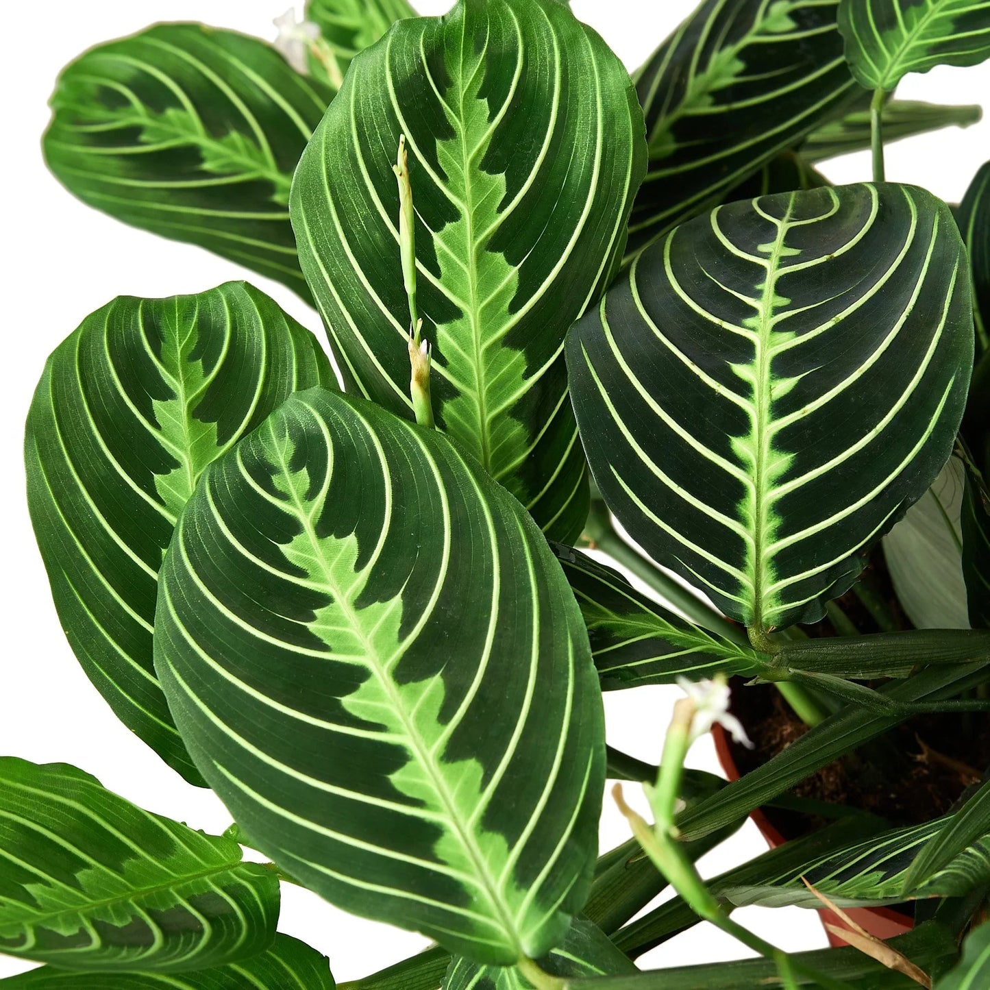 Prayer Plant - Lemon Lime