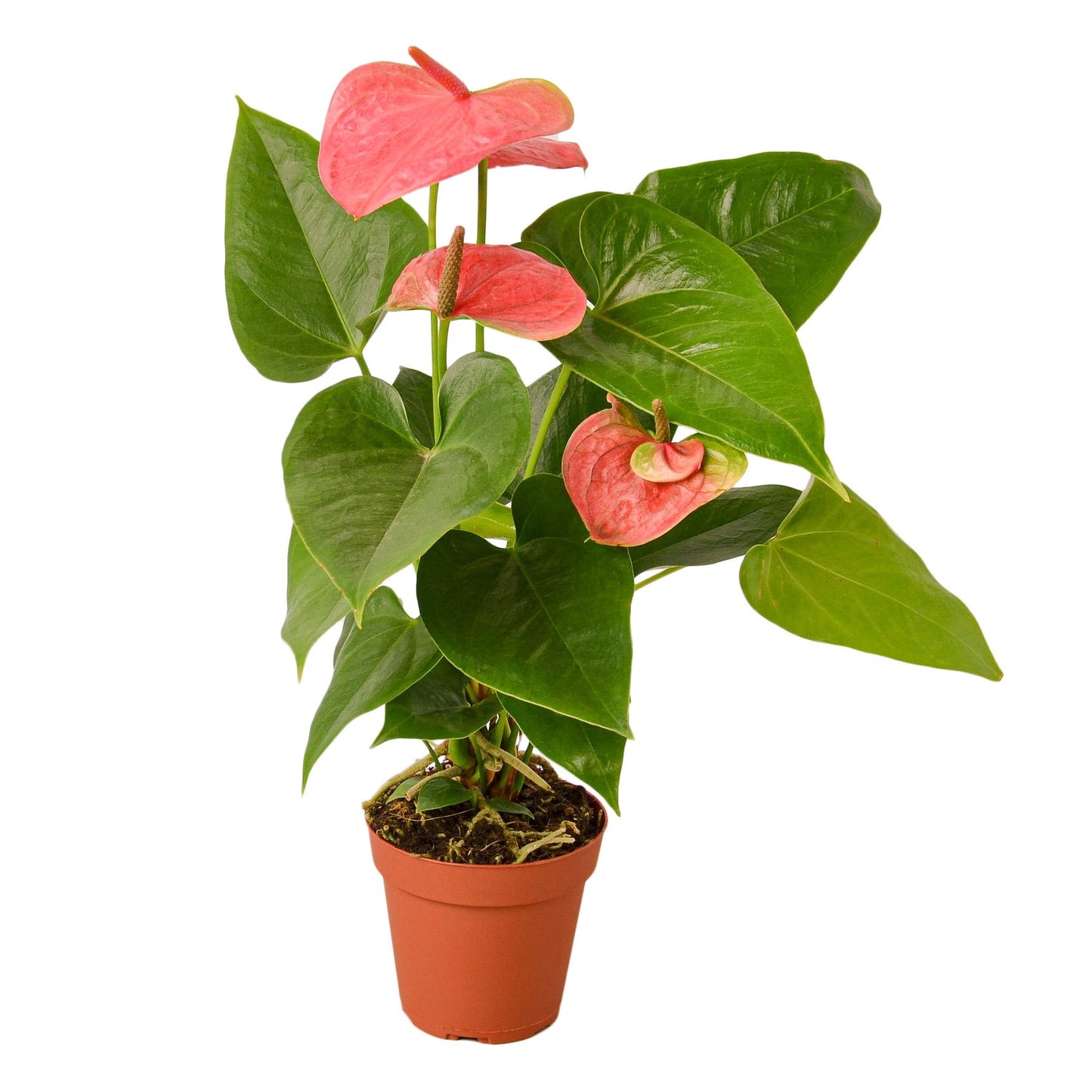 Anthurium - Pink