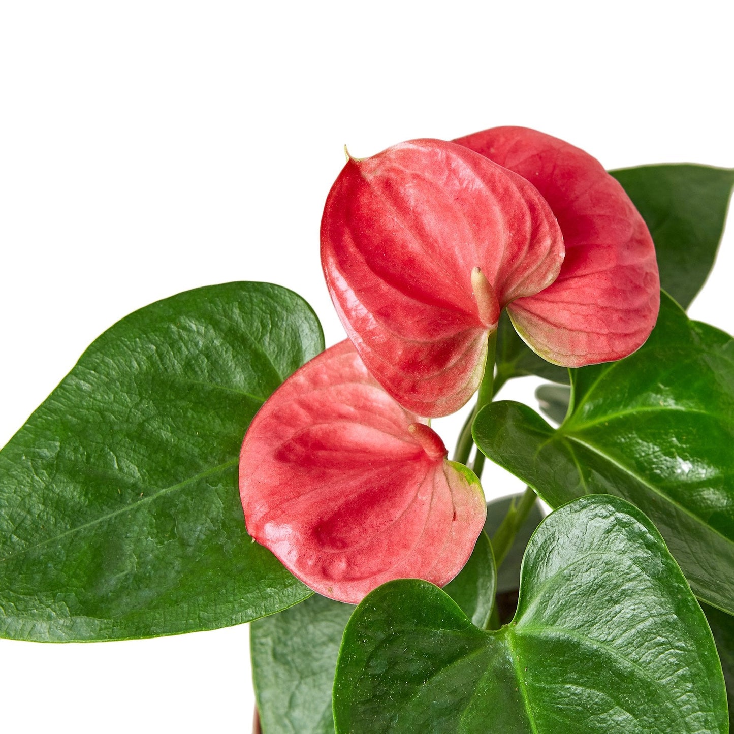 Anthurium - Pink