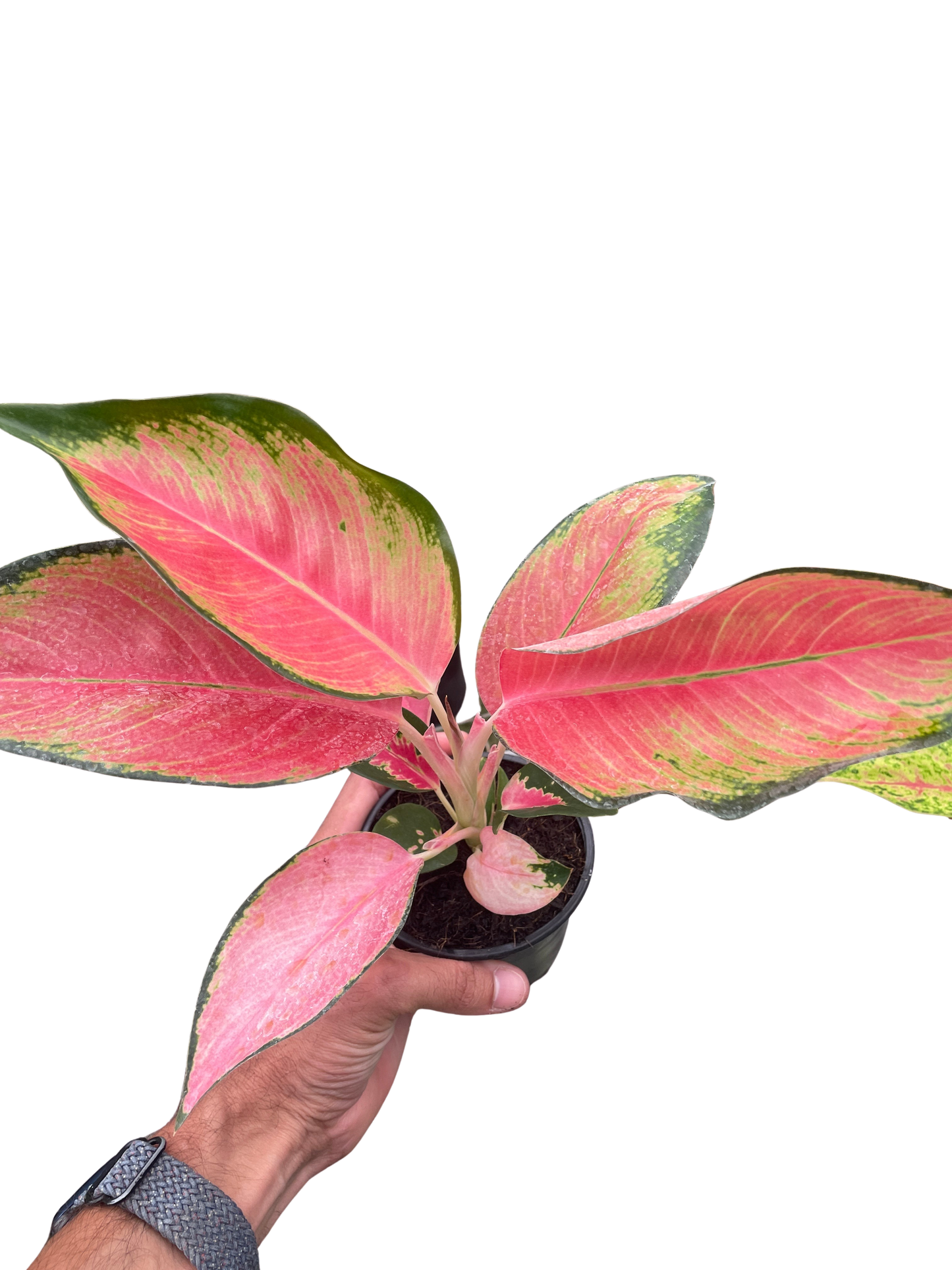 Pink Pearl Chinese Evergreen