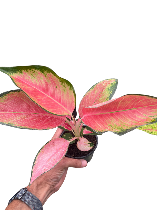 Pink Pearl Chinese Evergreen