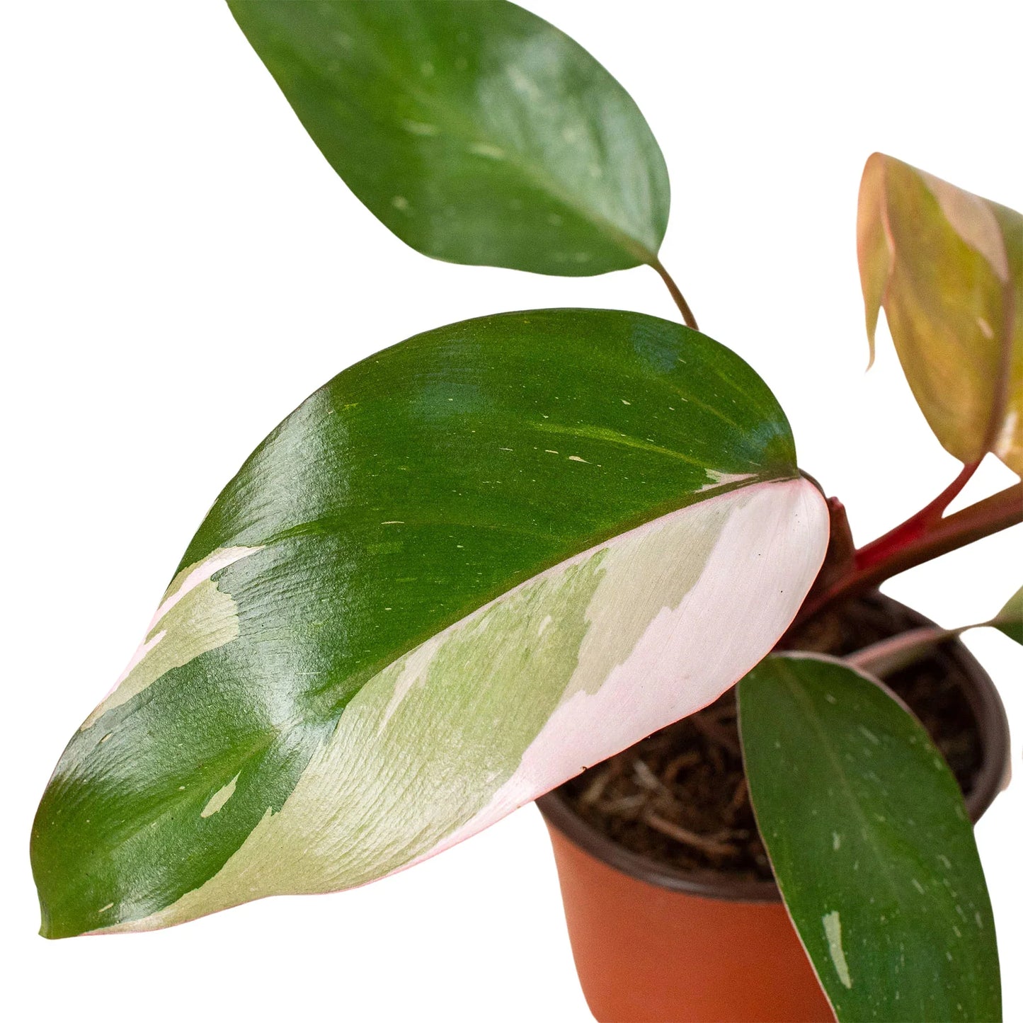 Philodendron Pink Princess