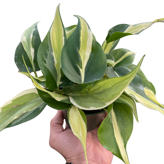 Philodendron Silver Stripe