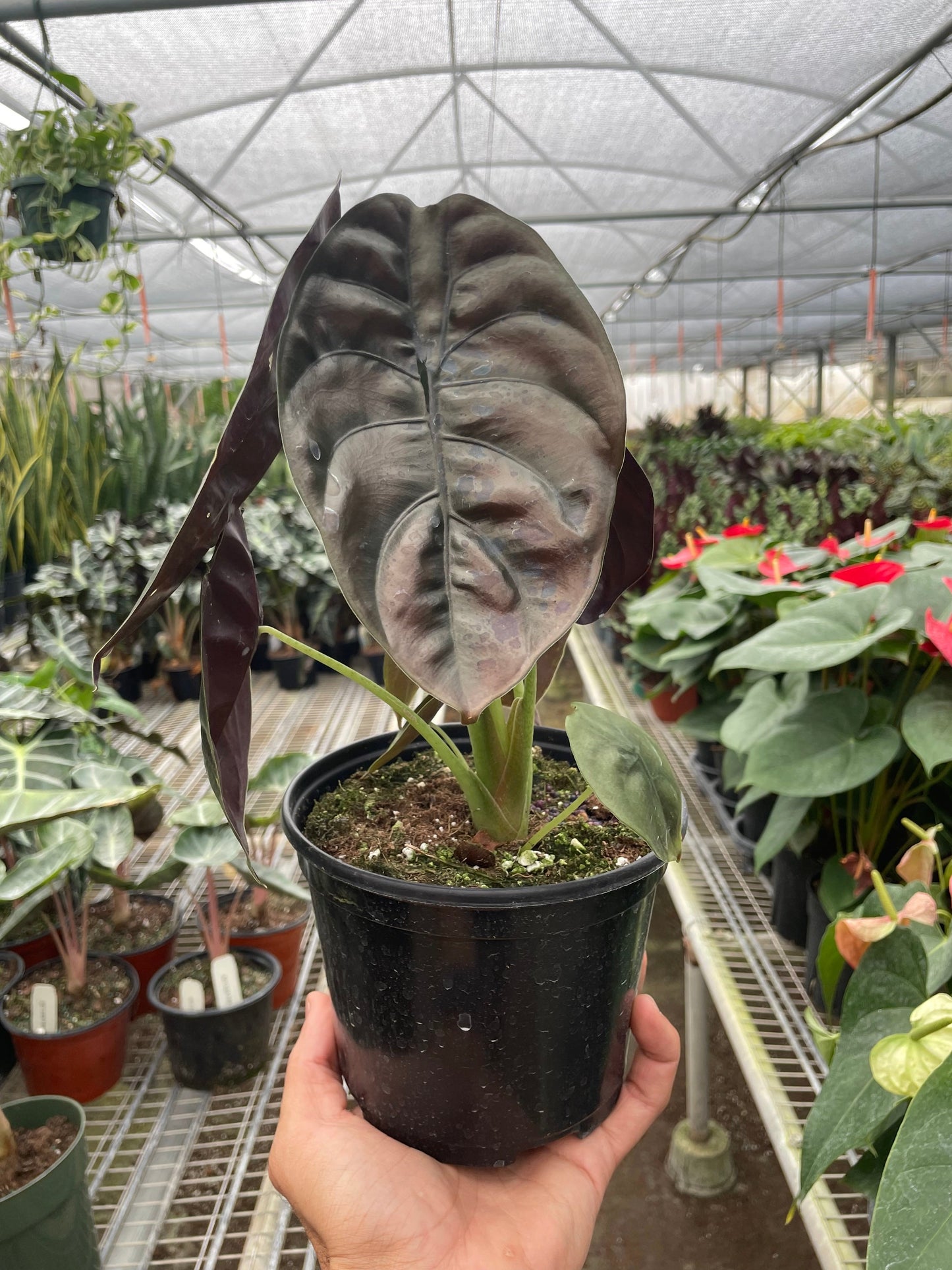 Alocasia Red Secret