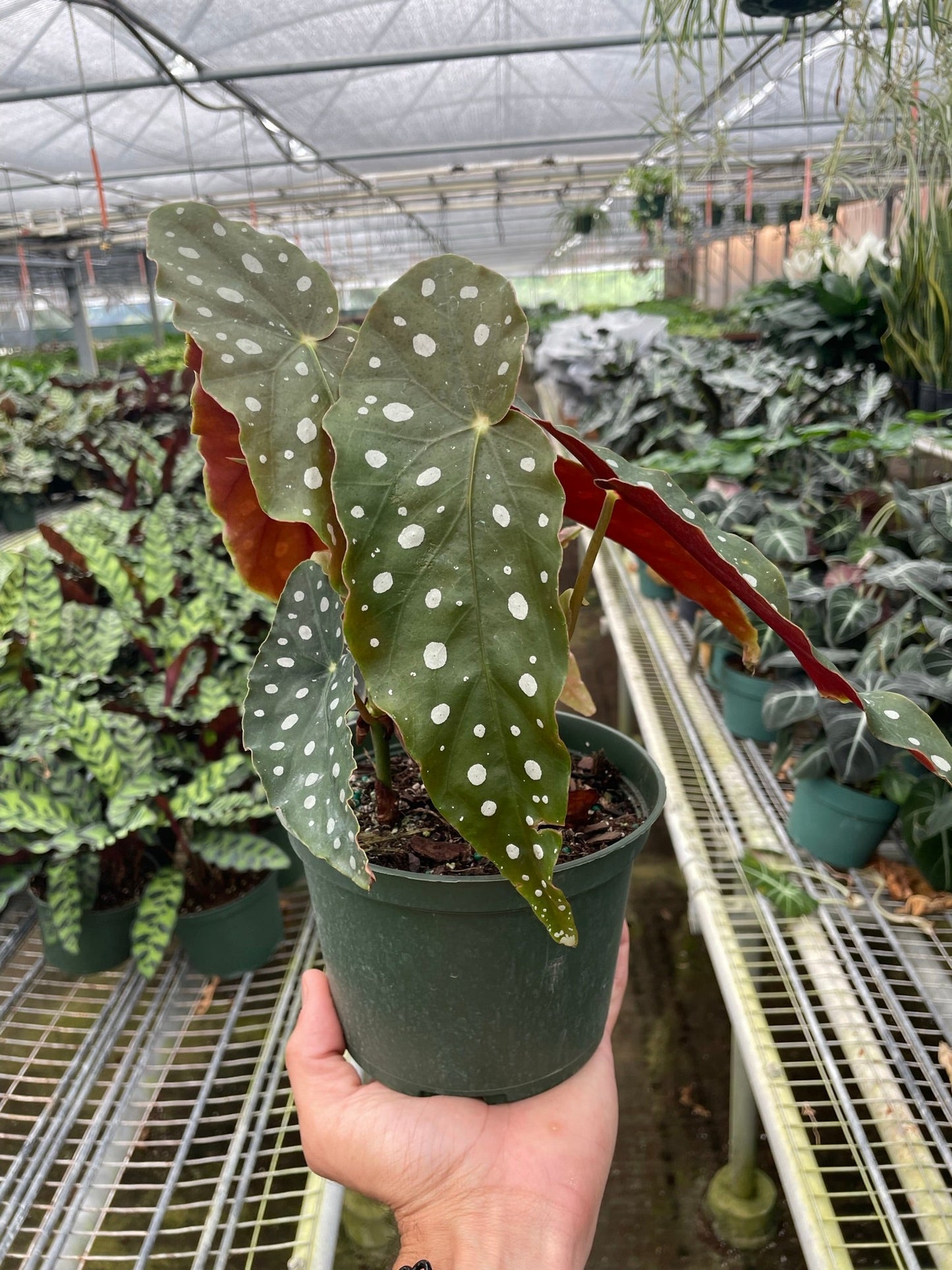 Begonia 'Maculata' (Polka Dot Begonia)