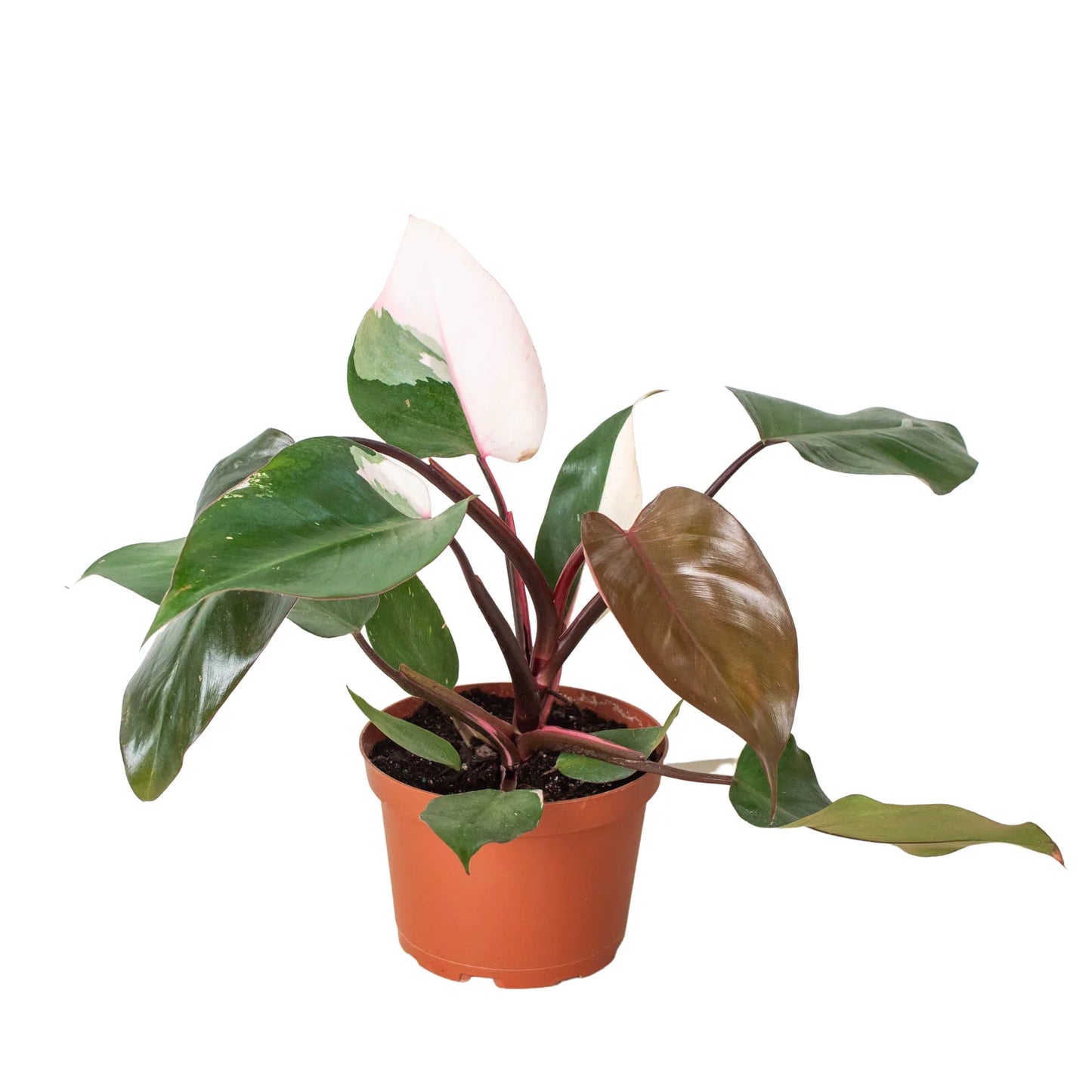 Philodendron Pink Princess