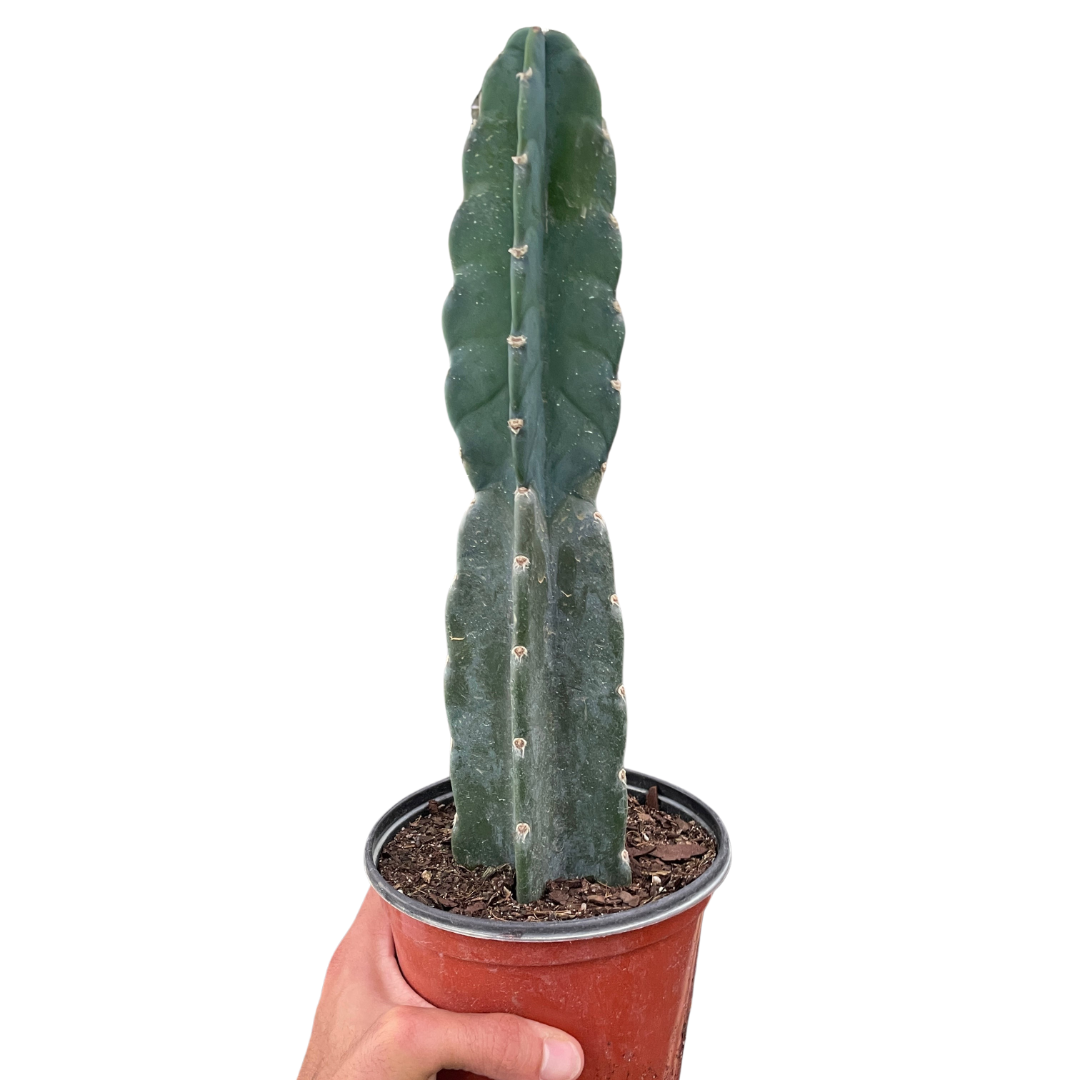 Cuddly Cactus