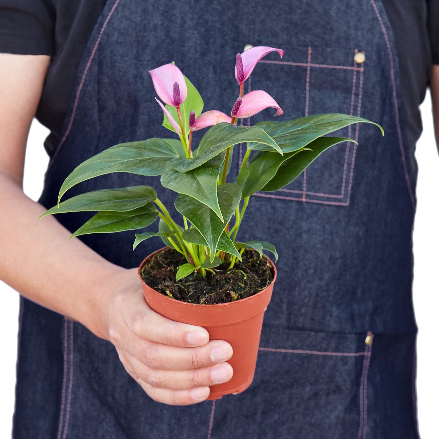 Anthurium - Purple