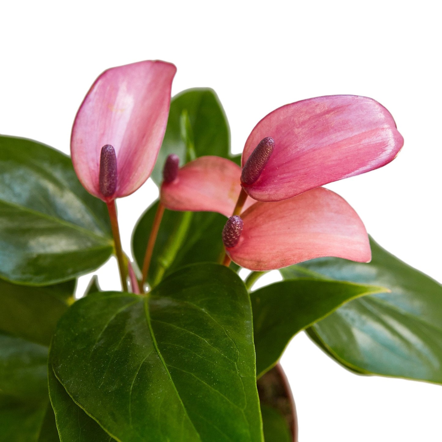 Anthurium - Purple