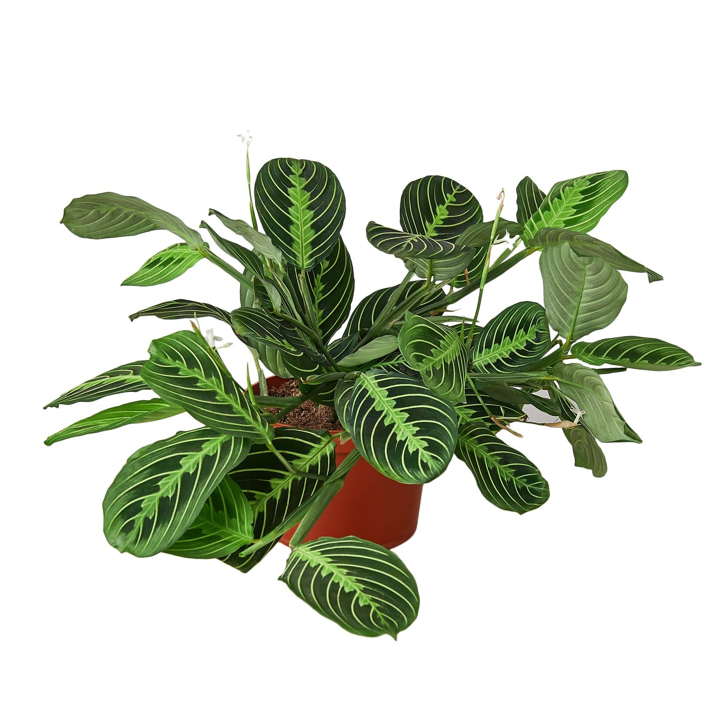 Prayer Plant - Lemon Lime
